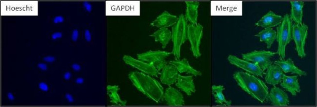 GAPDH Loading Control Antibody in Immunocytochemistry (ICC/IF)