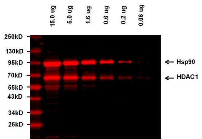 Rabbit IgG (H+L) Highly Cross-Adsorbed Secondary Antibody in Western Blot (WB)