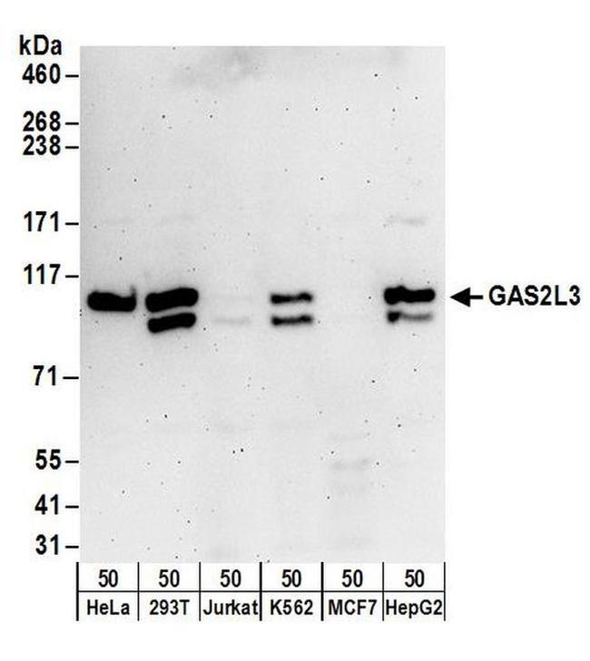 GAS2L3 Antibody in Western Blot (WB)