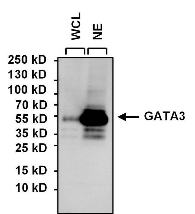 GATA3 Antibody in Western Blot (WB)