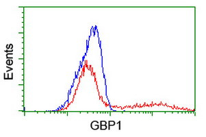 GBP1 Antibody in Flow Cytometry (Flow)