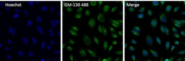 GM130 Antibody in Immunocytochemistry (ICC/IF)