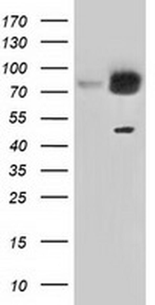 GORASP1 Antibody in Western Blot (WB)