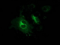GPHN Antibody in Immunocytochemistry (ICC/IF)
