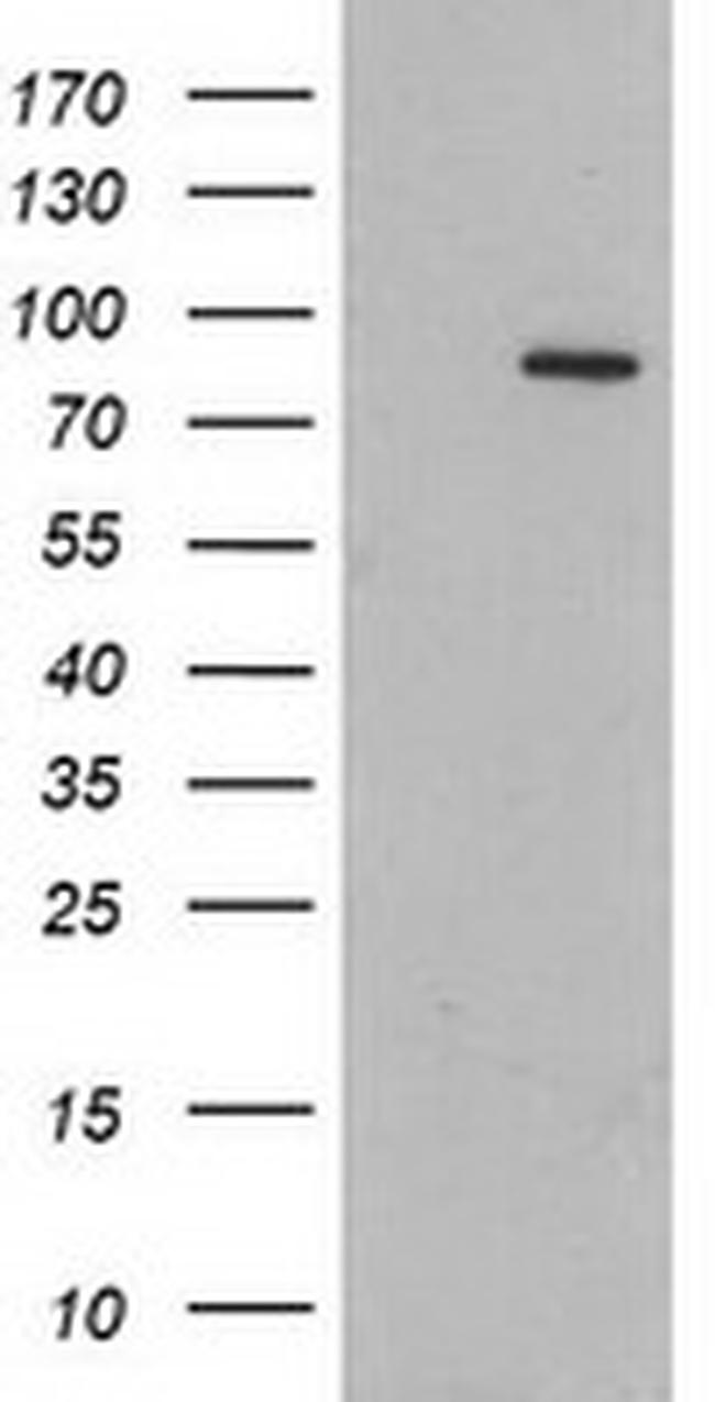 GPHN Antibody in Western Blot (WB)
