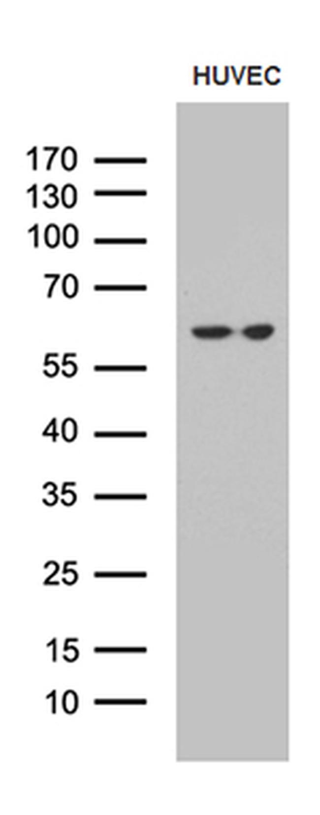 GPR151 Antibody in Western Blot (WB)