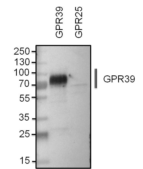 GPR39 Antibody in Western Blot (WB)