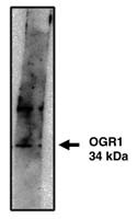 GPR68 Antibody in Western Blot (WB)