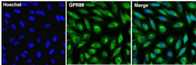 GPR88 Antibody in Immunocytochemistry (ICC/IF)