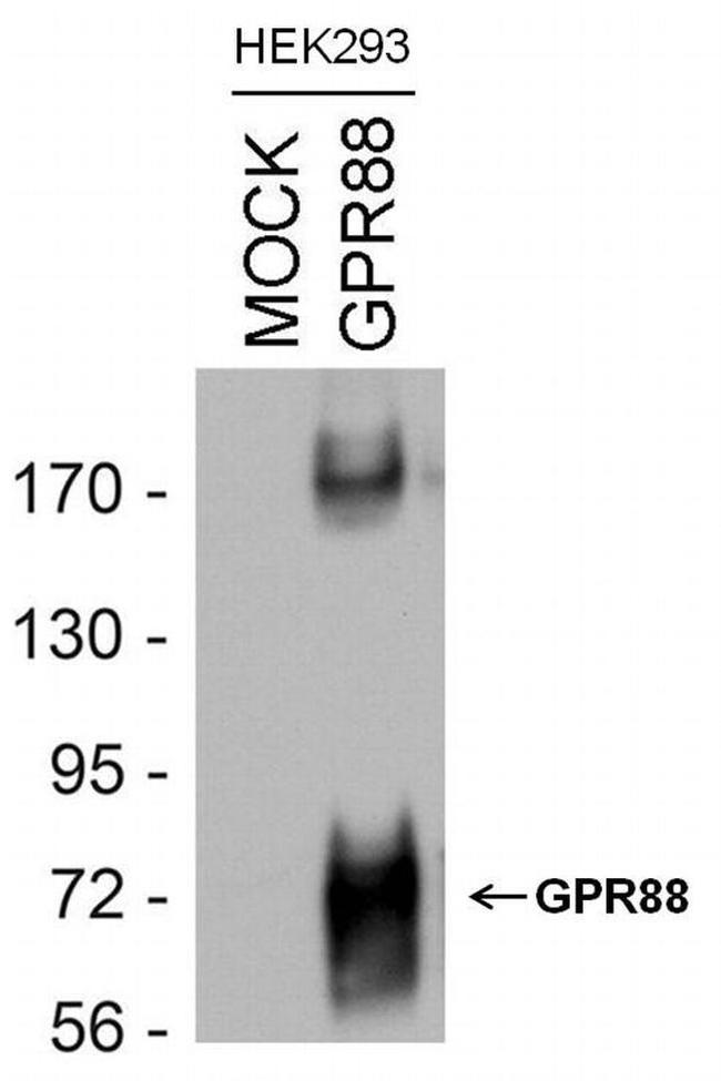 GPR88 Antibody in Western Blot (WB)