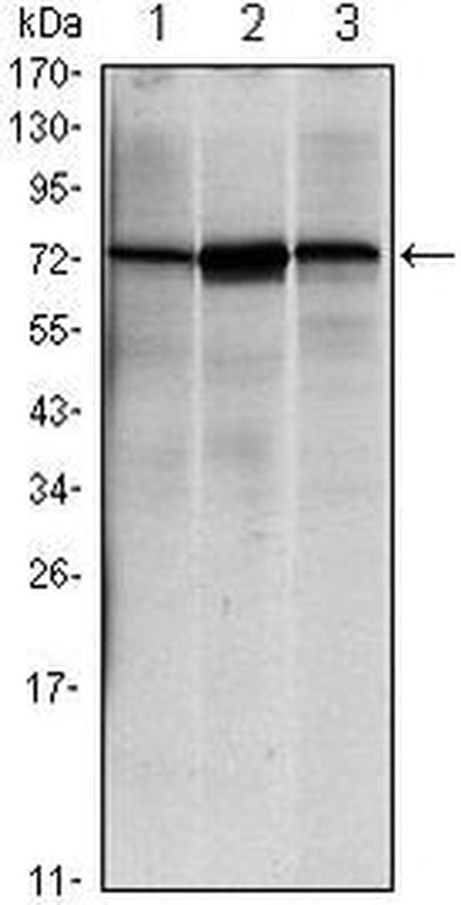 GRP78 Antibody in Western Blot (WB)