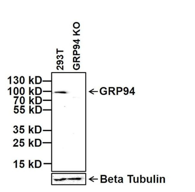 GRP94 Antibody