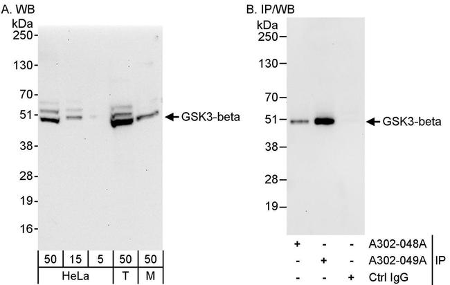 GSK3-beta Antibody in Western Blot (WB)