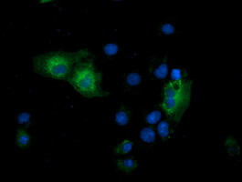 GSPT2 Antibody in Immunocytochemistry (ICC/IF)