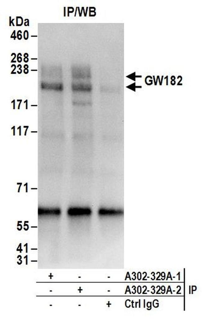 GW182 Antibody in Western Blot (WB)