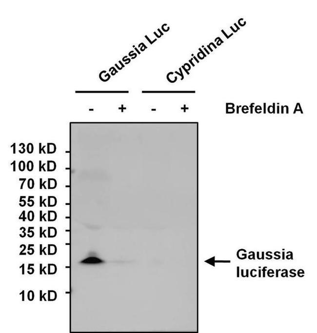 Gaussia luciferase Antibody in Western Blot (WB)