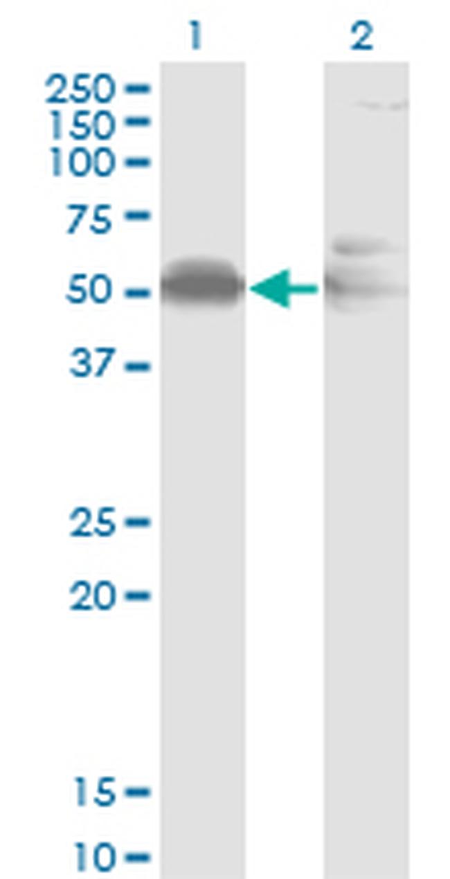 AHSG Antibody in Western Blot (WB)