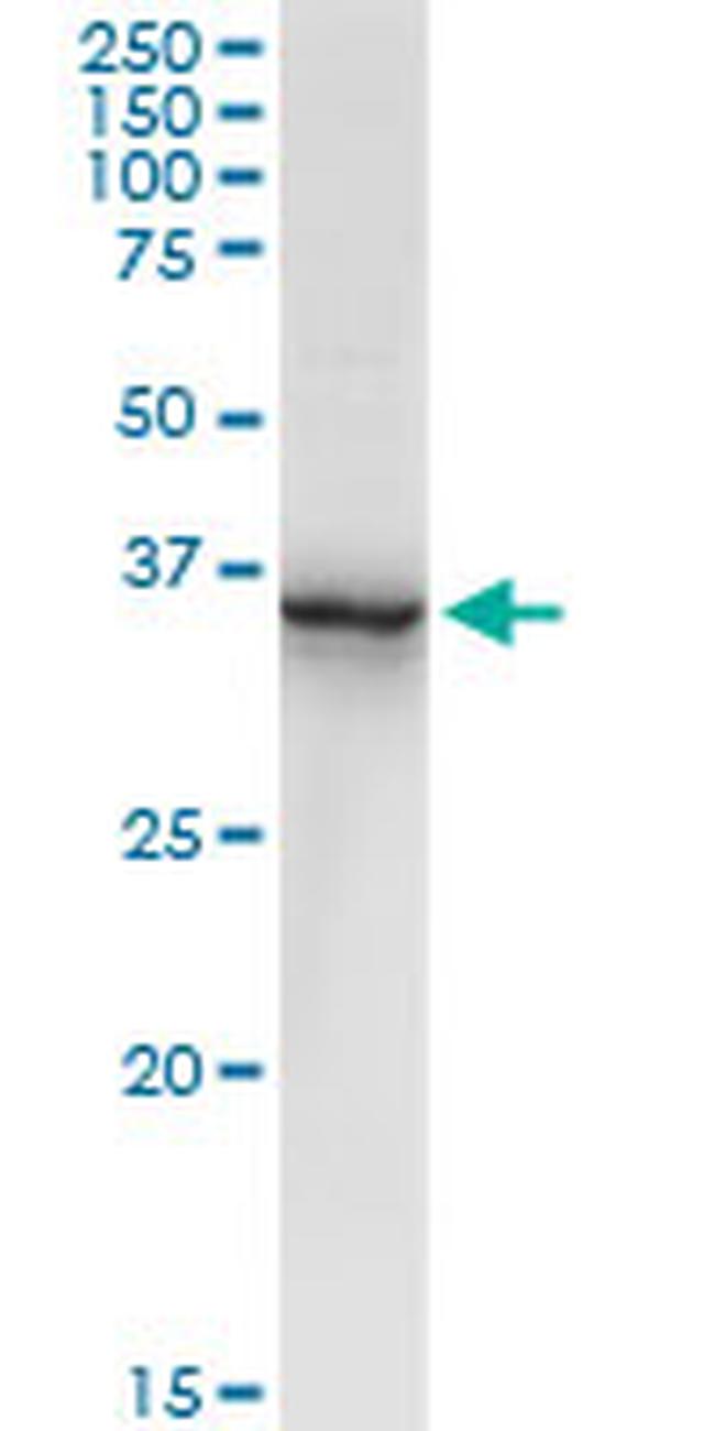 ANXA2 Antibody in Western Blot (WB)