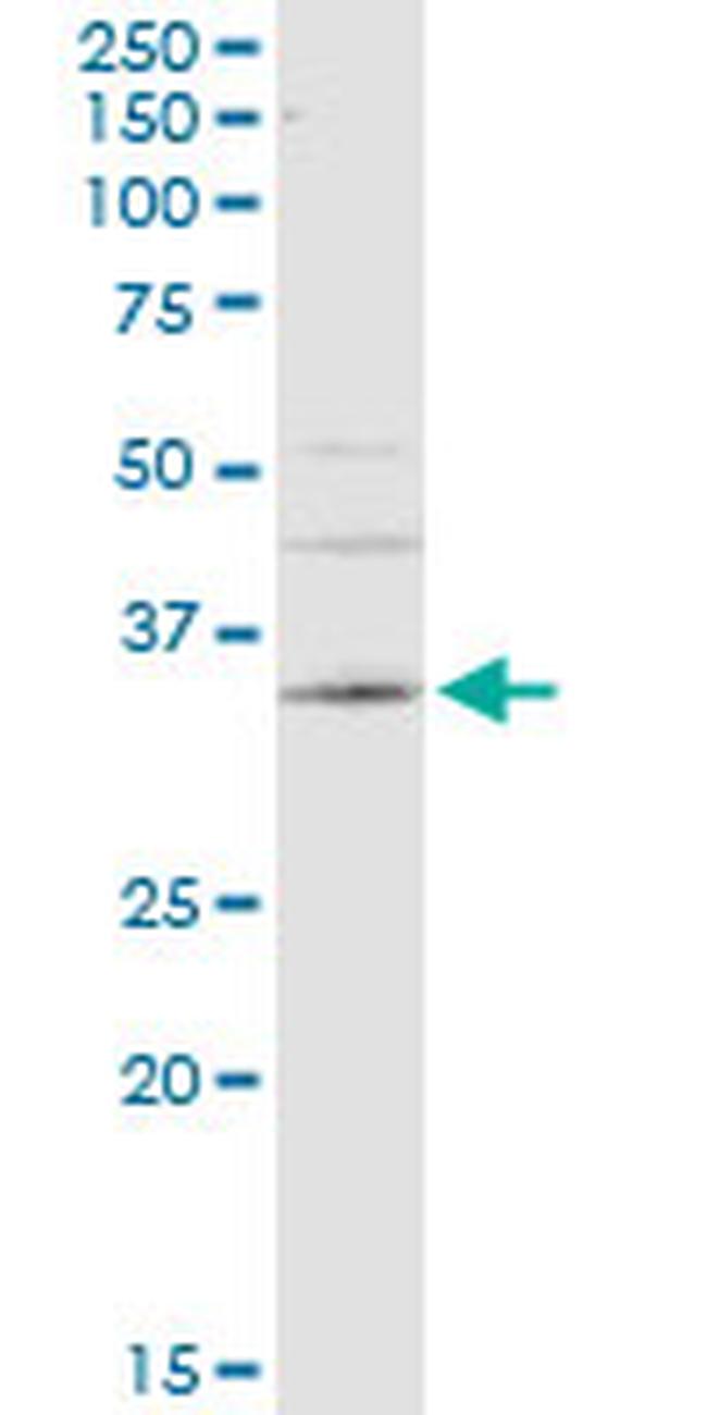CA4 Antibody in Western Blot (WB)