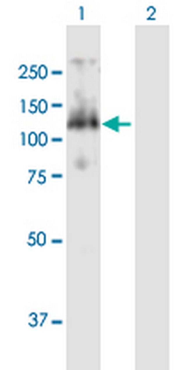 CDC27 Antibody in Western Blot (WB)