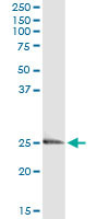 EDN3 Antibody in Immunoprecipitation (IP)