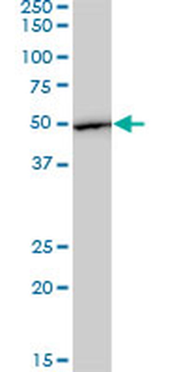 EEF1G Antibody in Western Blot (WB)