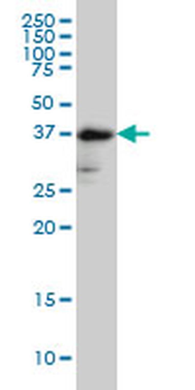 FUT2 Antibody in Western Blot (WB)
