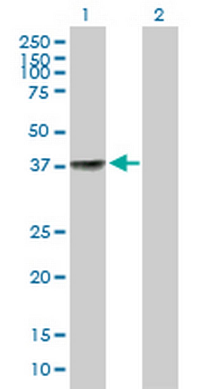 LYL1 Antibody in Western Blot (WB)