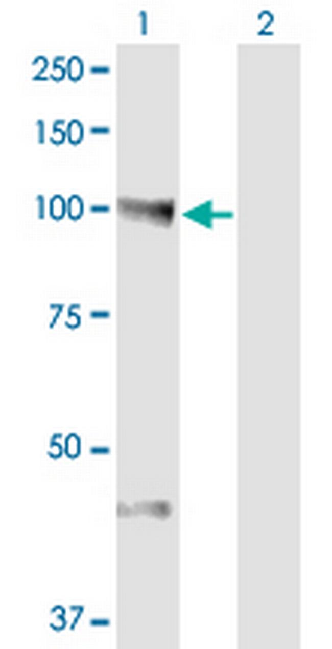 NEDD9 Antibody in Western Blot (WB)