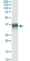 PLSCR1 Antibody in Immunoprecipitation (IP)