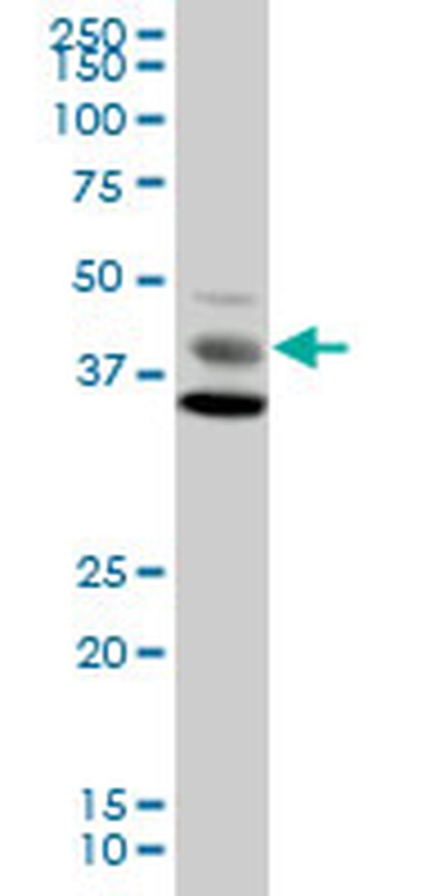 MAPK8 Antibody in Western Blot (WB)