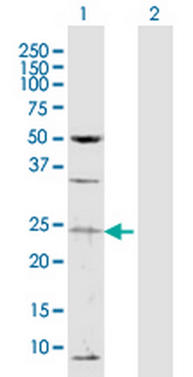 TAF13 Antibody in Western Blot (WB)