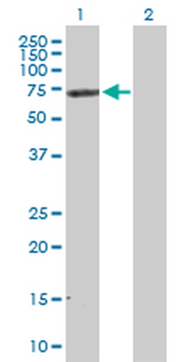 NRP1 Antibody in Western Blot (WB)