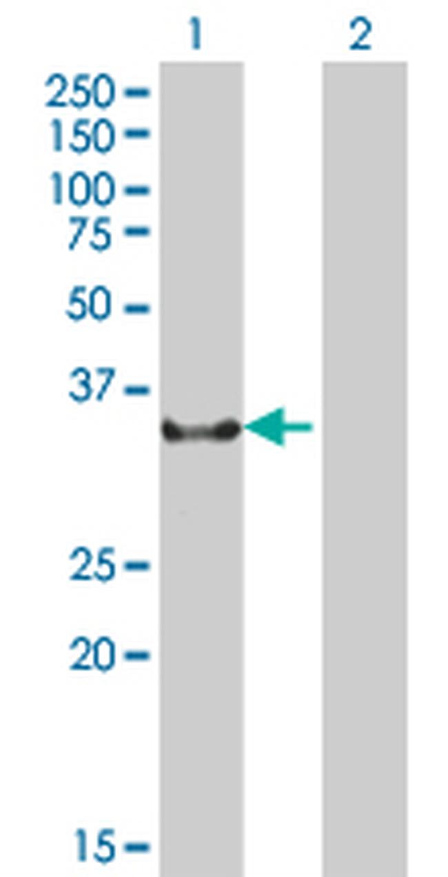 NCR1 Antibody in Western Blot (WB)