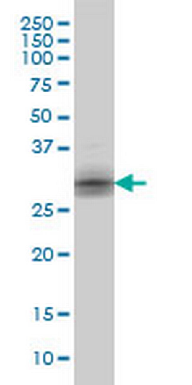 KLK8 Antibody in Western Blot (WB)