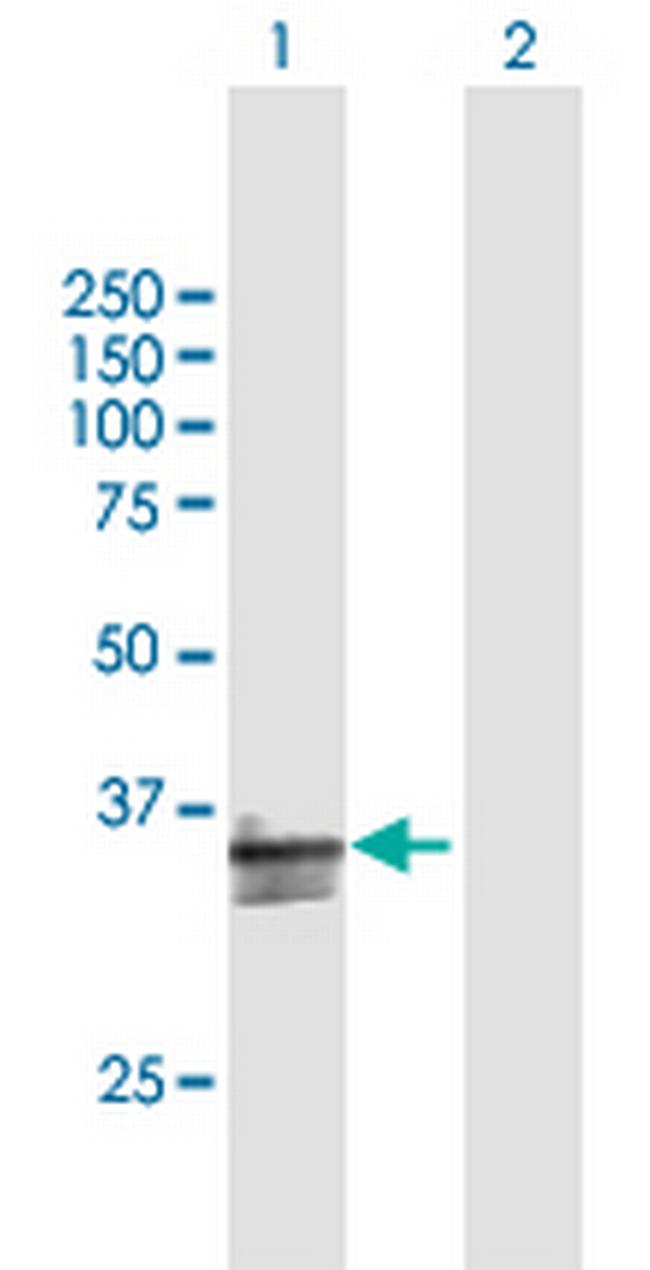 CD300A Antibody in Western Blot (WB)