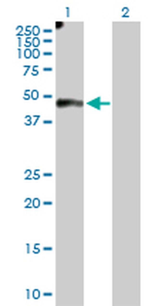 EFEMP2 Antibody in Western Blot (WB)