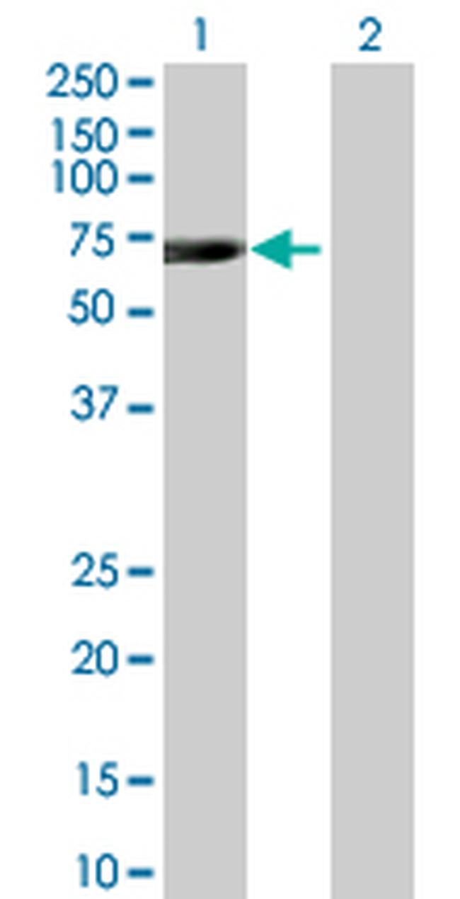 C21ORF66 Antibody in Western Blot (WB)