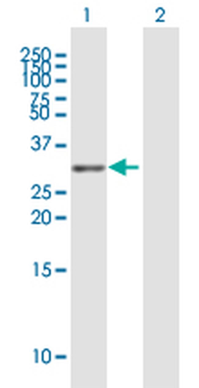 TNFRSF13C Antibody in Western Blot (WB)