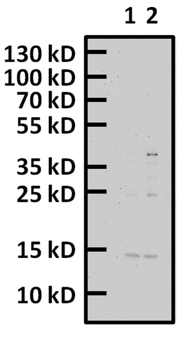 Phospho-Histone H2A.X (Thr120) Antibody in Western Blot (WB)