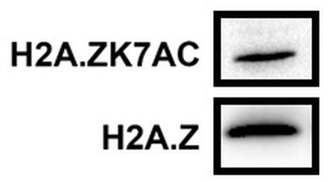 H2A.ZK7ac Antibody in Western Blot (WB)