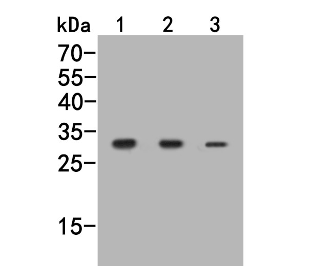 Nucleoside Phosphorylase Antibody in Western Blot (WB)