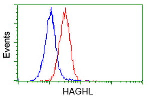 HAGHL Antibody in Flow Cytometry (Flow)