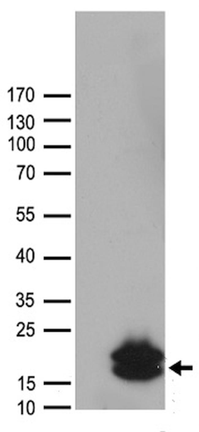 HCRT Antibody in Western Blot (WB)