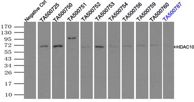 HDAC10 Antibody in Immunoprecipitation (IP)