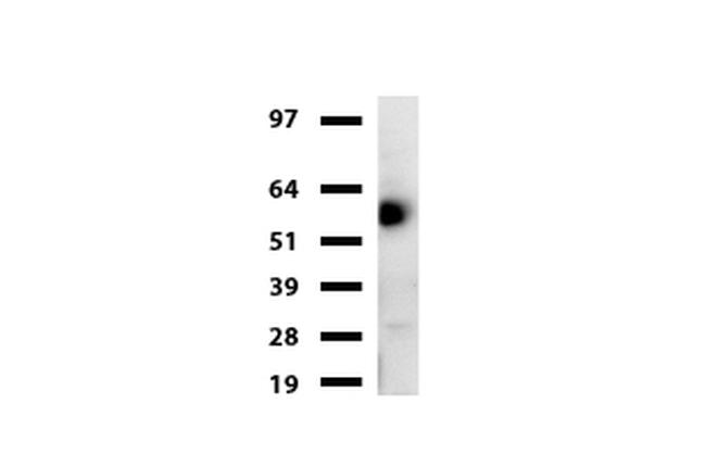 HEMGN Antibody in Western Blot (WB)