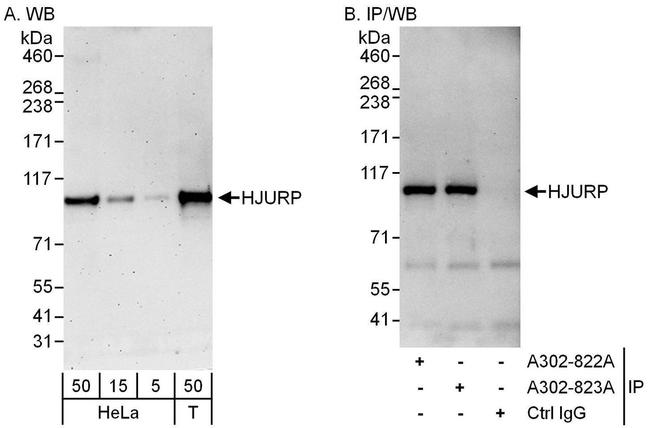 HJURP Antibody in Western Blot (WB)