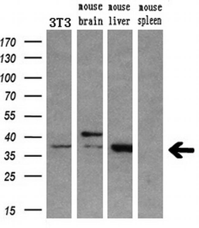 HOXC11 Antibody in Western Blot (WB)