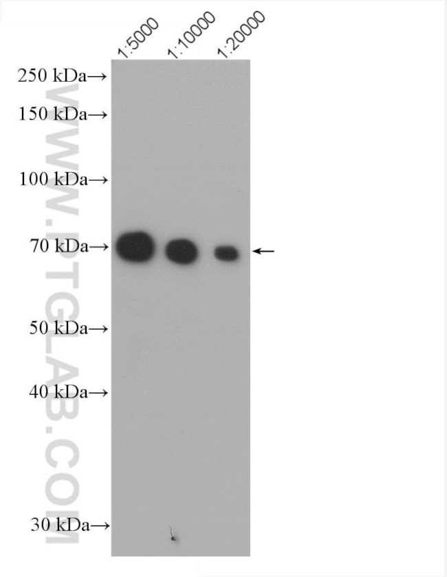 METTL3 Antibody in Western Blot (WB)