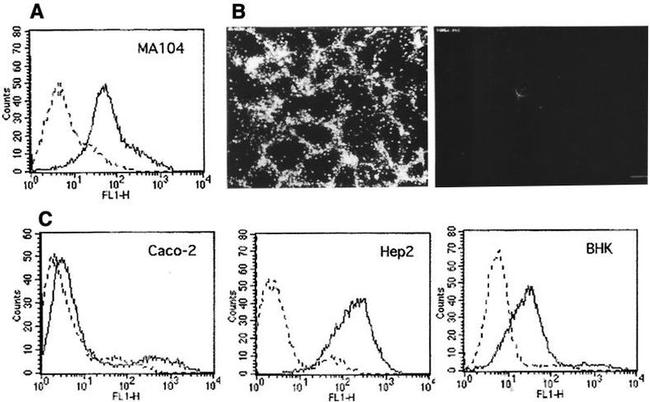 HSC70 Antibody in Immunocytochemistry, Flow Cytometry (ICC/IF, Flow)